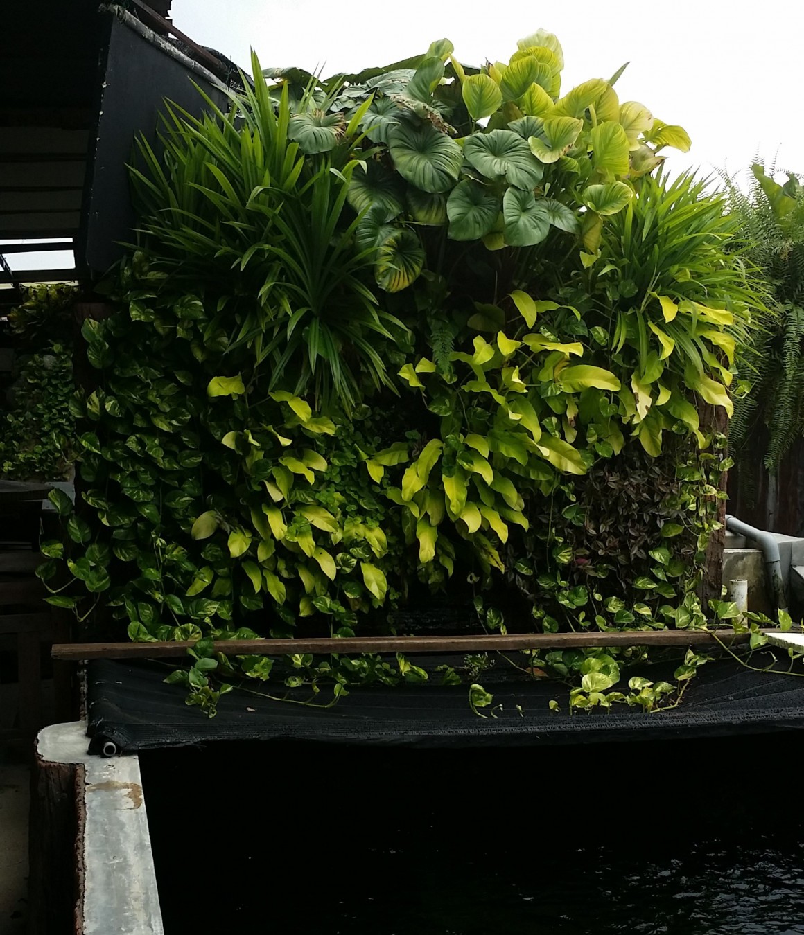 Vertical Garden and Fish Pond
